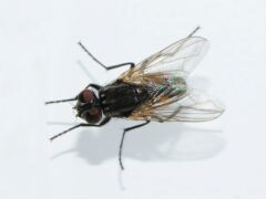 How flies avoid the swat: they act like fighter jets
