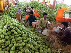 India irked by European Union ban on Alphonso mangoes