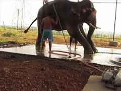 Bombay High Court orders 13-year-old elephant Sunder's release
