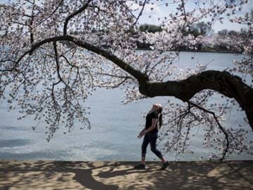 'Cherry tree from space' mystery baffles Japan