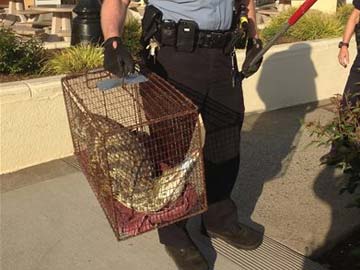 Crocodile caught wandering around California mall