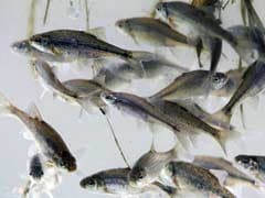 Fish losing survival instinct in acidic oceans: study