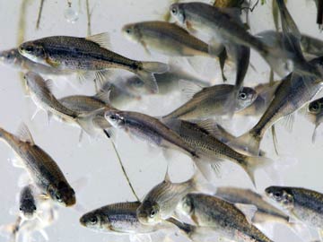 Fish losing survival instinct in acidic oceans: study