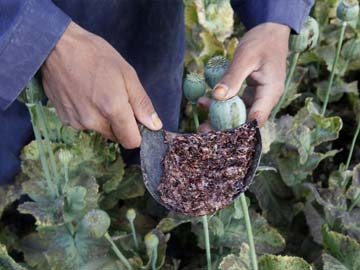 ताकि कोई चुरा न ले 'अफीम', बढ़ाई गई एशिया के सबसे बड़े अफीम प्लांट सुरक्षा