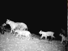 Tigress spotted with five cubs in Tamil Nadu