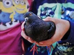Missing Pet Pigeon Flies To School To Be Closer To Its Young Owner