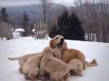 You Don't Need a Reason to Watch These Adorable Puppies Playing