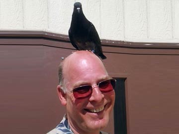 Missing Pet Pigeon Flies To School To Be Closer To Its Young Owner 