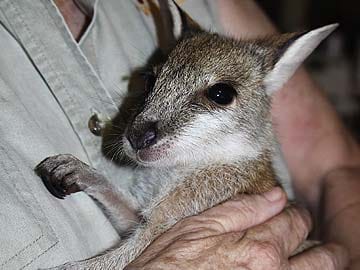 Baby Wallaby Rescued from Facebook Sale