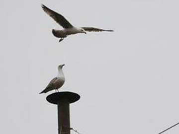 African Bird Steals Food by Imitating Warning Calls: Study