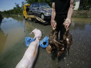140 Tons of Drowned Livestock a New Balkan Threat