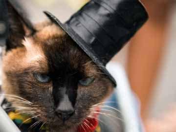 This Drug-Fighting Cat Foils Purr-Fect Crime This Drug-Fighting Cat Foils Purr-Fect Crime