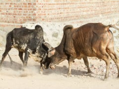 Ghaziabad: Bull Gores Man to Death, Injures Five Others