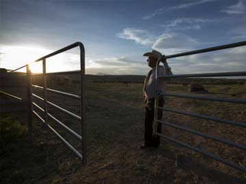 Before Nevada Stand-Off, A Collision Between Ranchers and Tortoises