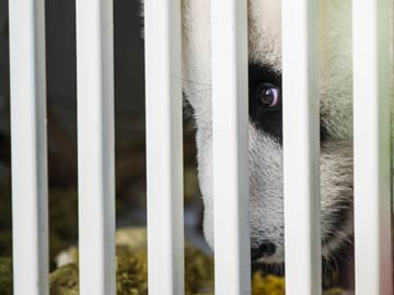 Chinese Pandas Arrive in Malaysia After Delay Over MH370