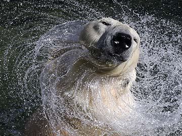 How do you Survive a High-Fat Diet? Ask a Polar Bear