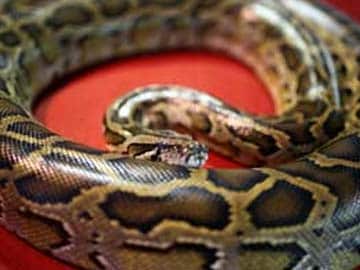 Singapore Woman Bitten by Six-Foot Python Hiding in Toilet Bowl