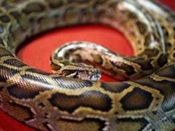 Woman Fights Python to Save Pet Dog in Hong Kong: Report