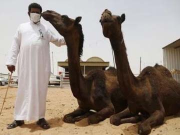 Saudi Homes In on Camels in Bid to Combat MERS
