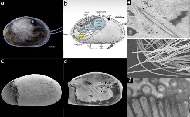 World's Oldest Sperm Found in Australia