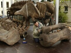 Scientists Crown World Heavyweight Champion of Dinosaurs