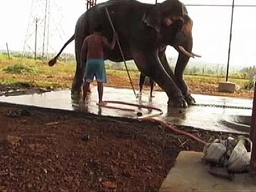 13-Year-Old Elephant Sunder's Release May Be Delayed