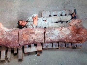 Fossils of Largest Dinosaur Found in Argentina
