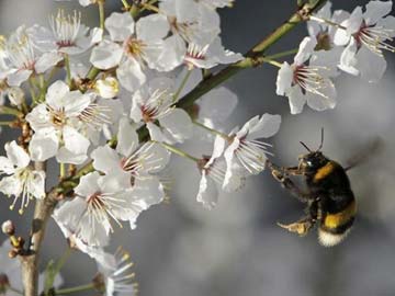 US Environmentalists Sue to List Bumble Bee as Endangered
