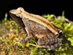 New 'Dancing Frog' Species Found in India's West Coast