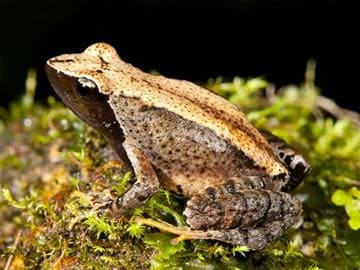 New 'Dancing Frog' Species Found in India's West Coast