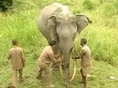 Jaipur: Elephant Goes Wild, Kills Mahout