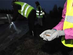 How Did Estonia's Frogs Cross the Road?