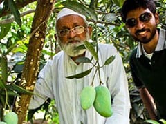 As Modi Fever Grips Nation, Mango Cultivator Names Hybrid 'Namo Aam'