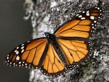 Butterfly 'Eyespots' Reveals Origin of Life