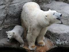 Key to Healthy Heart Hidden In Obese Polar Bears!