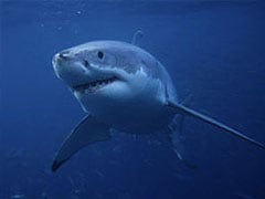 Aussie Beach Buoys to Raise Shark Alarm