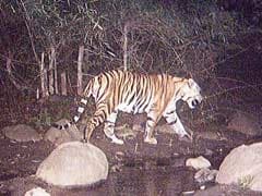Bhopal: Man-Animal Conflict Brings to Focus Tiger Safety