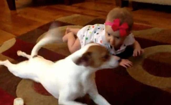 Best Paw Forward: Dog Teaches Baby How to Crawl