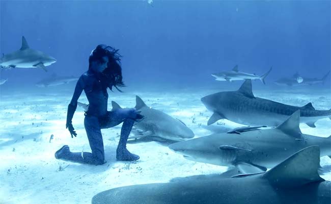 World First Real Life Mermaid Dances Underwater With Tiger Sharks