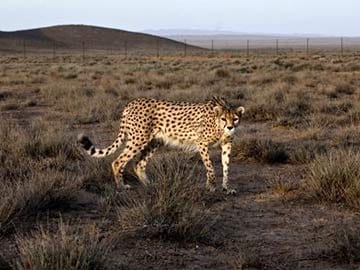Iran Tries to Save Asiatic Cheetah From Extinction 