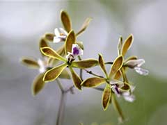 Laboratory Project Aims to Revive Rare Florida Orchids