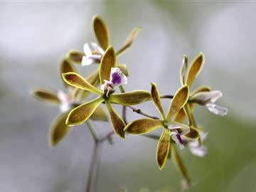 Laboratory Project Aims to Revive Rare Florida Orchids 