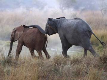 Study: 20,000 Elephants Poached in Africa in 2013 