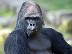 Spanish Zoo Vet Shoots Keeper in Gorilla Escape Drill