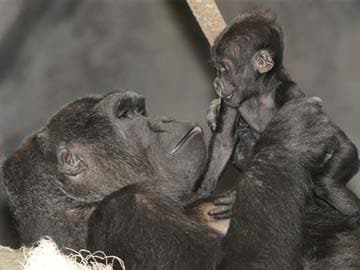 Rwanda to Name 18 Gorillas in Annual Ceremony