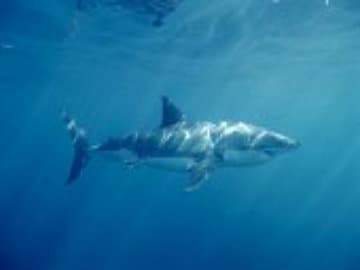 Researchers Find Great White Shark Population Growing in Pacific