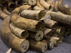 Kenya Makes Huge Ivory Seizure