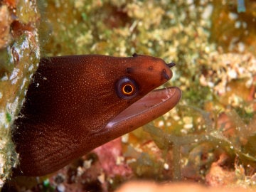 Endangered Delicacy: Japan Eel on Species Red List