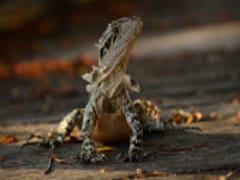 New Lizard Species Named After Mumbai Scientist