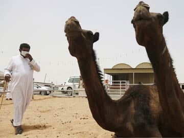 Direct Evidence That MERS Comes From Camels: Study